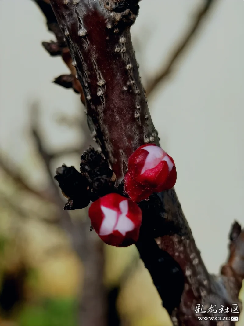 含苞待放的杏花花骨朵儿像晶莹剔透的红珍珠白里透红红色花蕊美丽高雅