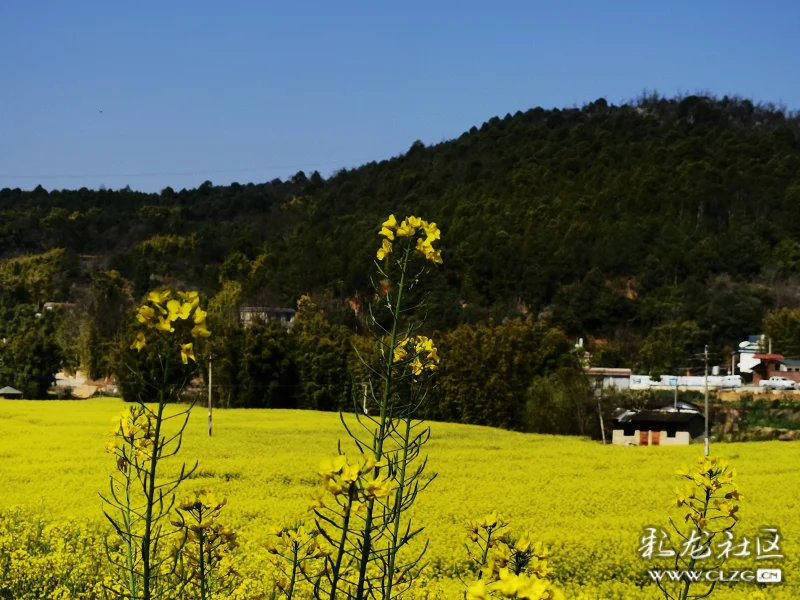 安宁温泉街道办事处辖区,沿螳螂川沿岸随处可见盛开的油菜花.