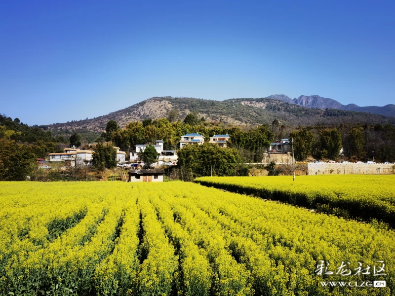 安宁温泉街道办事处辖区,沿螳螂川沿岸随处可见盛开的油菜花.