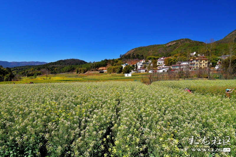 安宁甸中村多彩油菜花