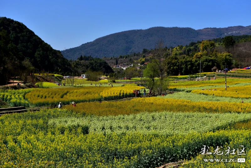 安宁甸中村多彩油菜花