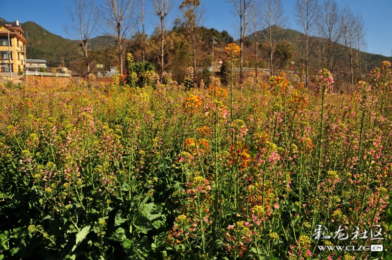 安宁甸中村的彩色油菜花