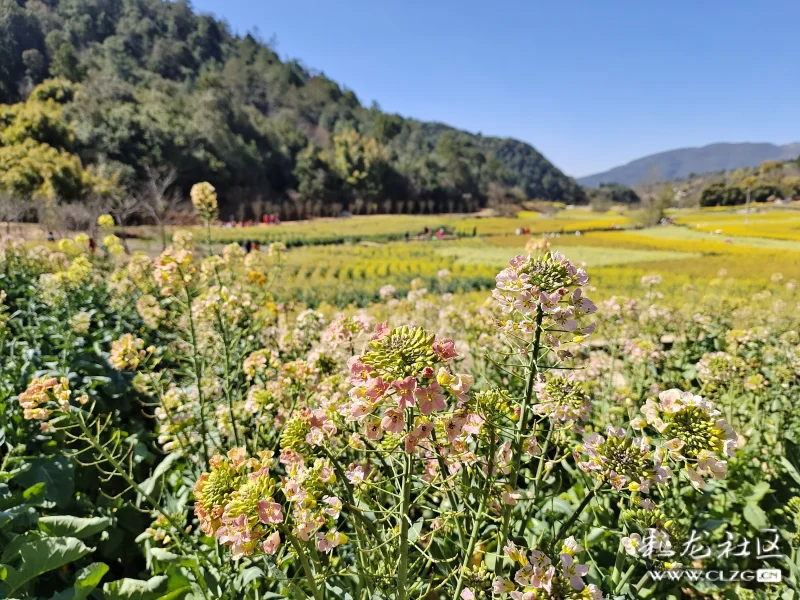 安宁甸中村的彩色油菜花