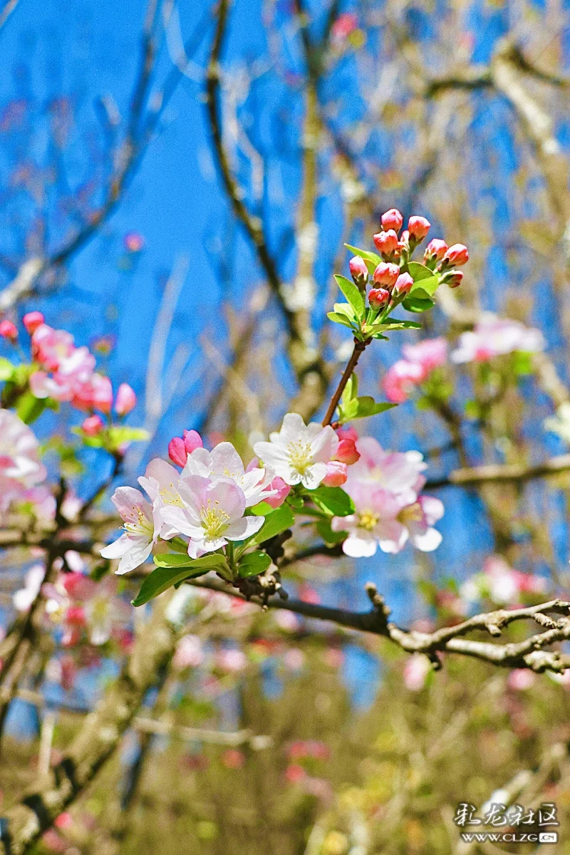 园区迎来最美花季游园踏花路定格三月美景