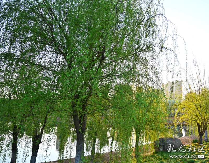 三月春城樱红柳绿生机盎然