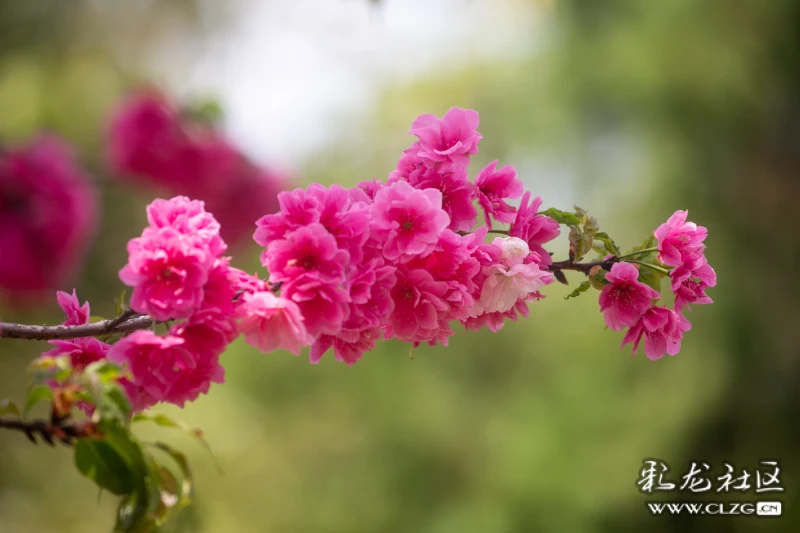 美不胜收的圆通花潮樱花a