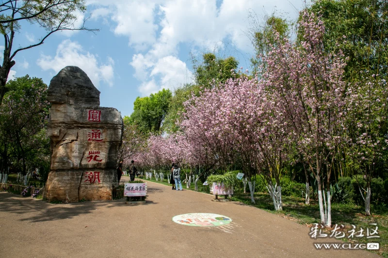 美不胜收的圆通花潮海棠花a