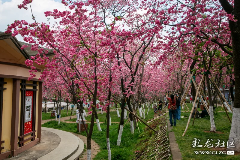 美不胜收的圆通花潮樱花a