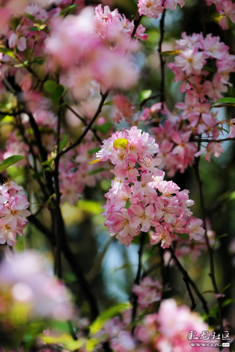 走在春风里看繁花锦簇的春城