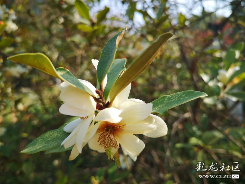 云南含笑摄于黑龙潭公园