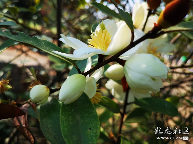 云南含笑摄于黑龙潭公园