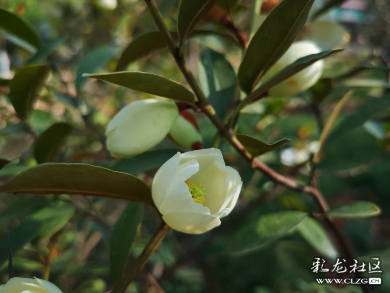 云南含笑摄于黑龙潭公园