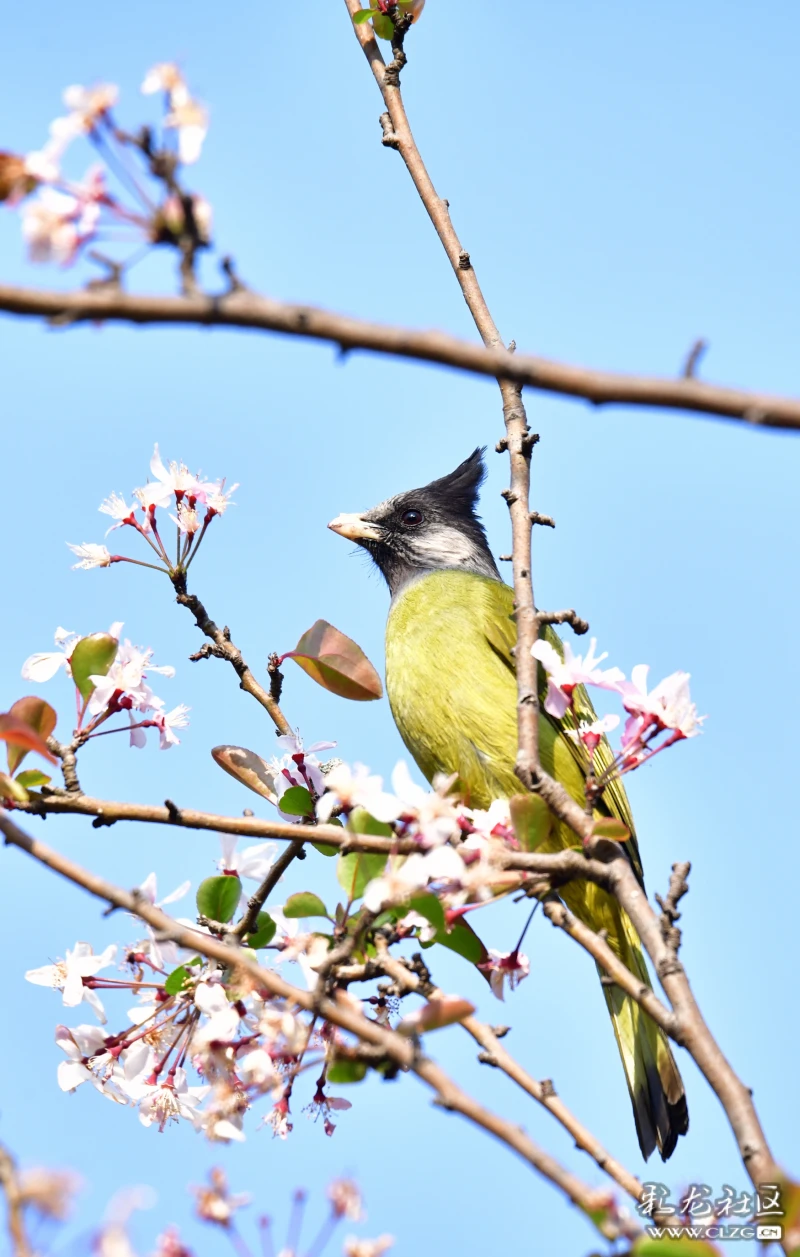 西华园的凤头雀嘴鹎-彩龙社区