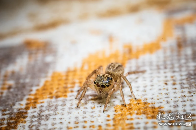 我的跳蛛宠物(不喜昆虫勿入)-彩龙社区