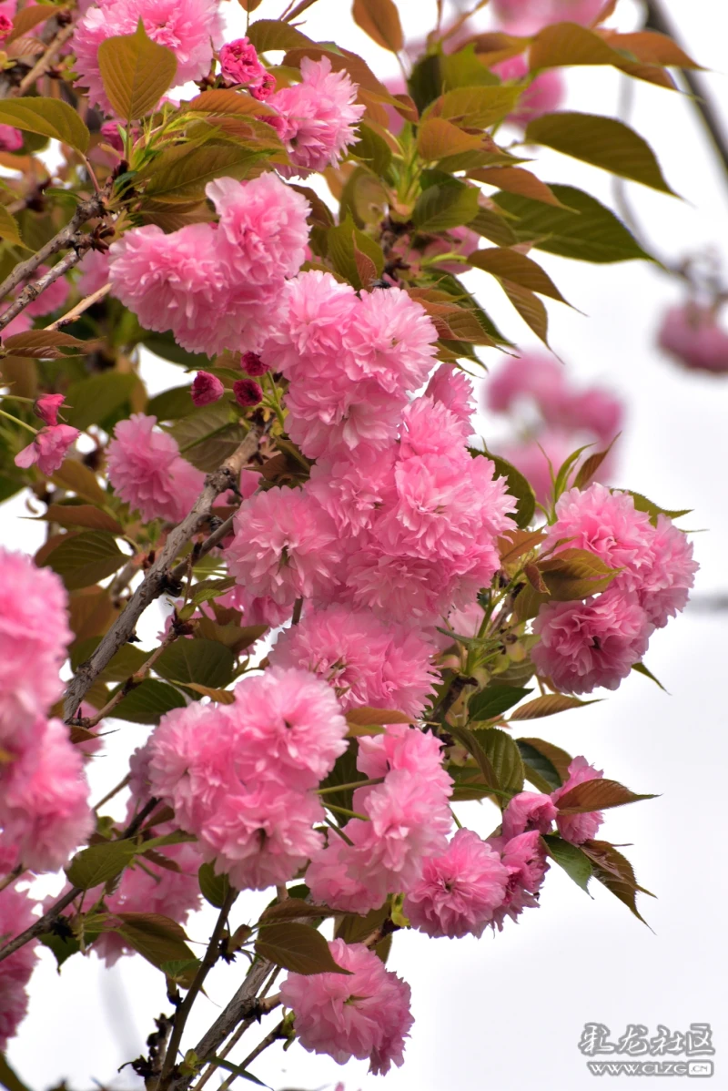 万朵菊樱等您来