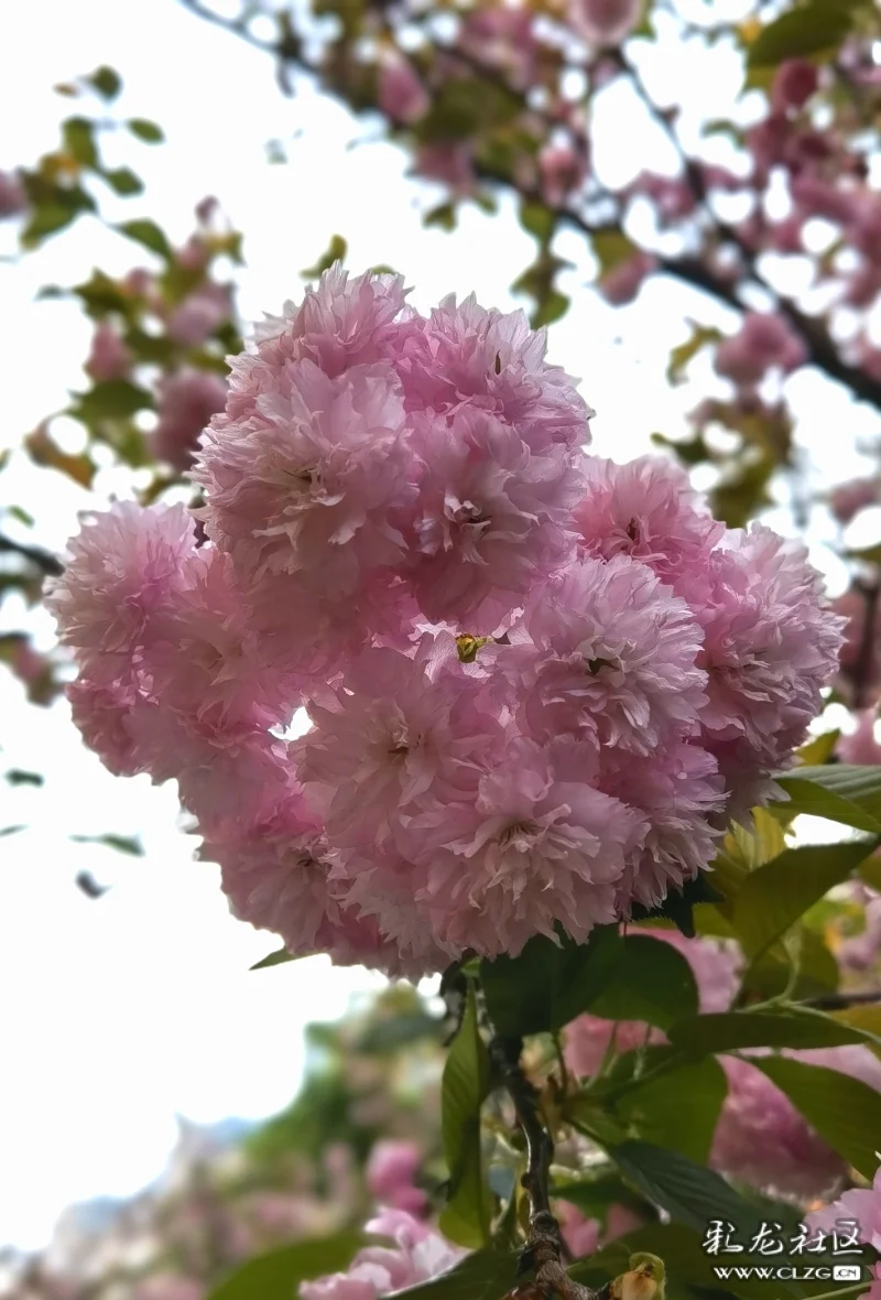 菊樱花