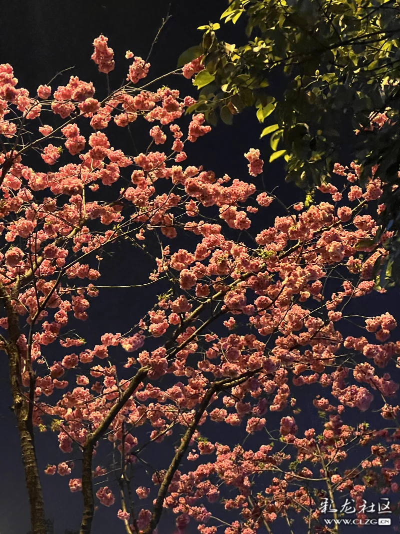 夜樱缤纷