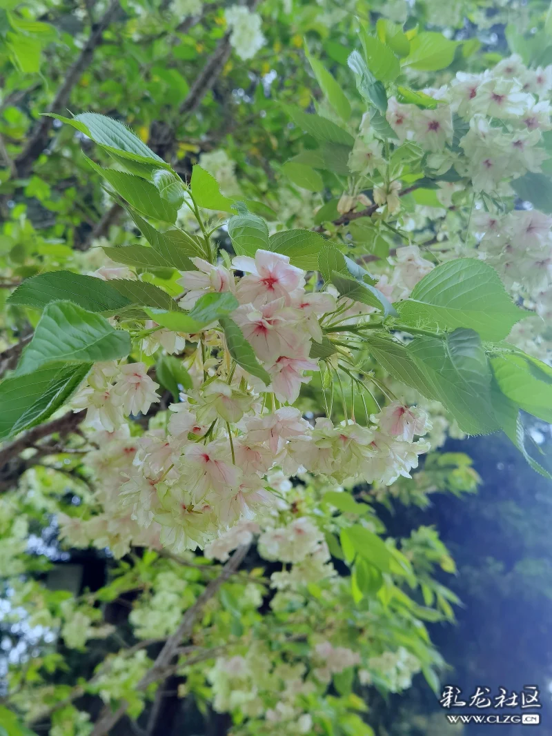 清新嫩绿的绿樱花