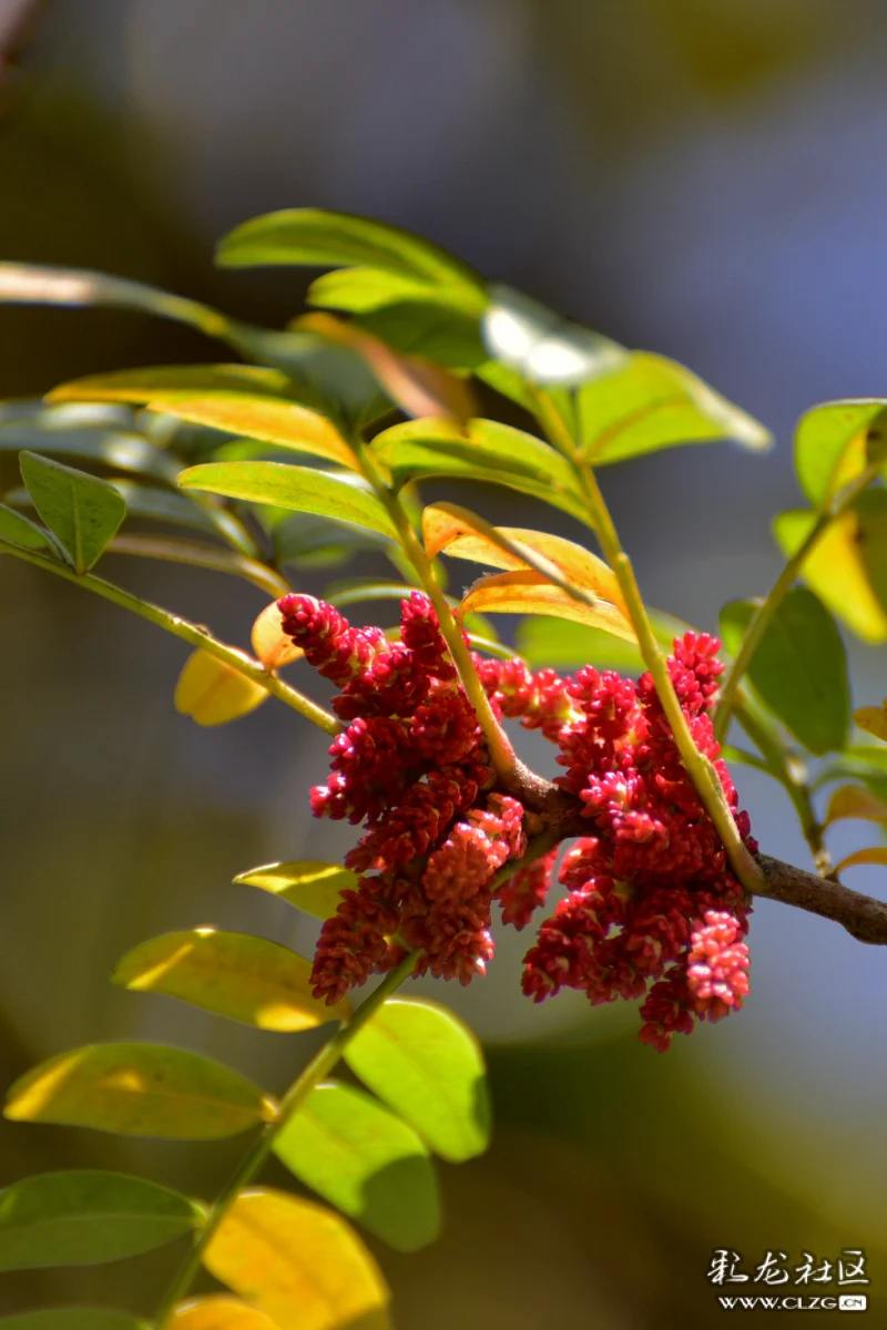 清香淡雅的清香木