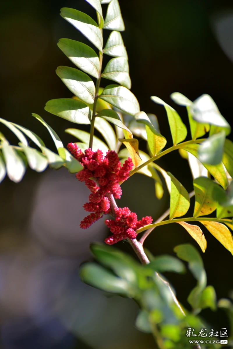 清香淡雅的清香木