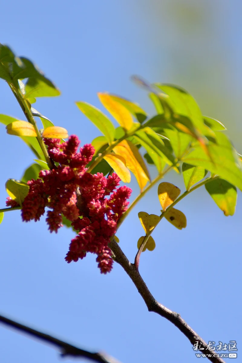清香淡雅的清香木