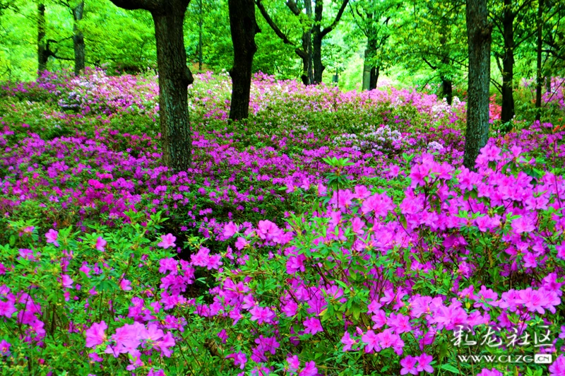 龙泉杜鹃花盛开