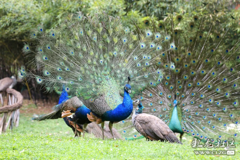 春天季节美景孔雀求偶献媚竞相开屏一身美丽花花衣醉了