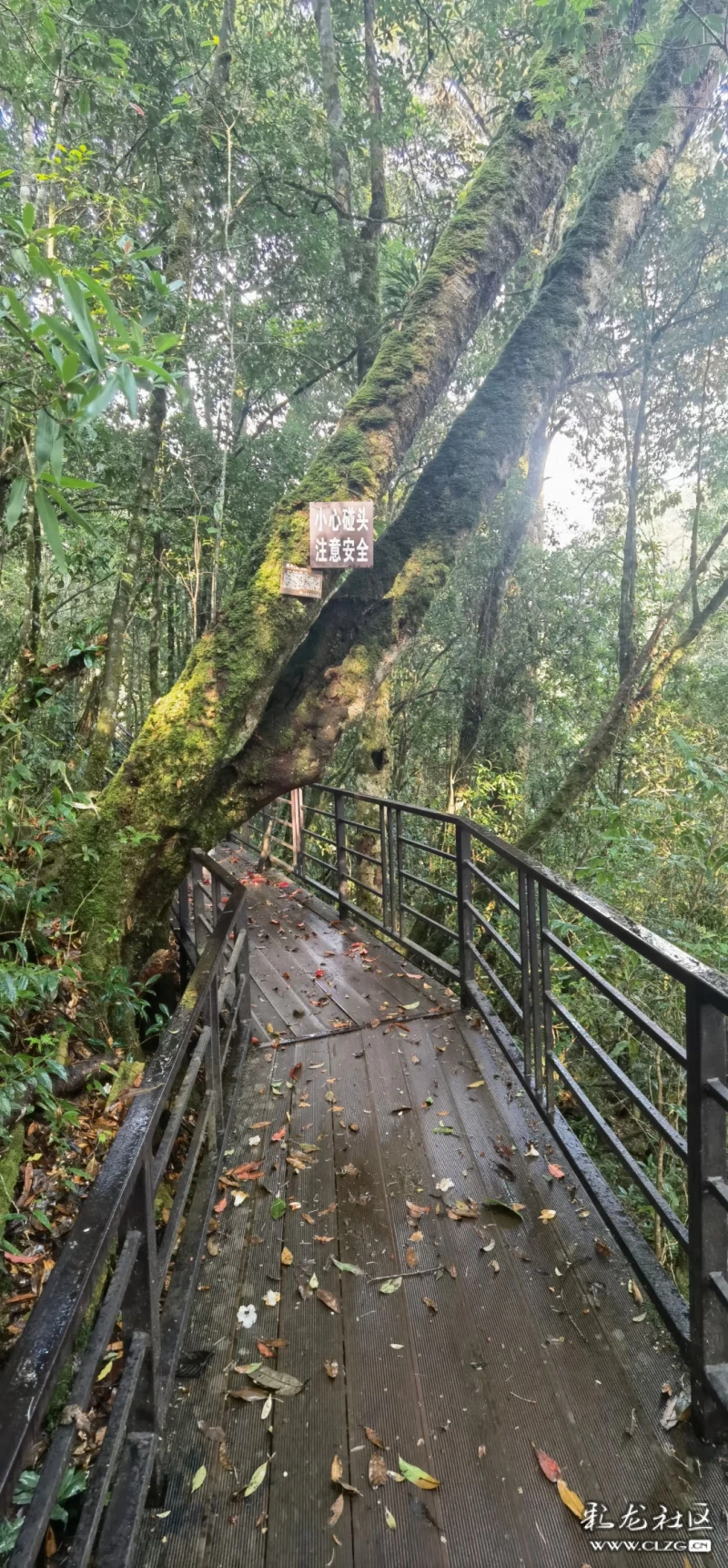 国家级云南屏边大围山自然保护区