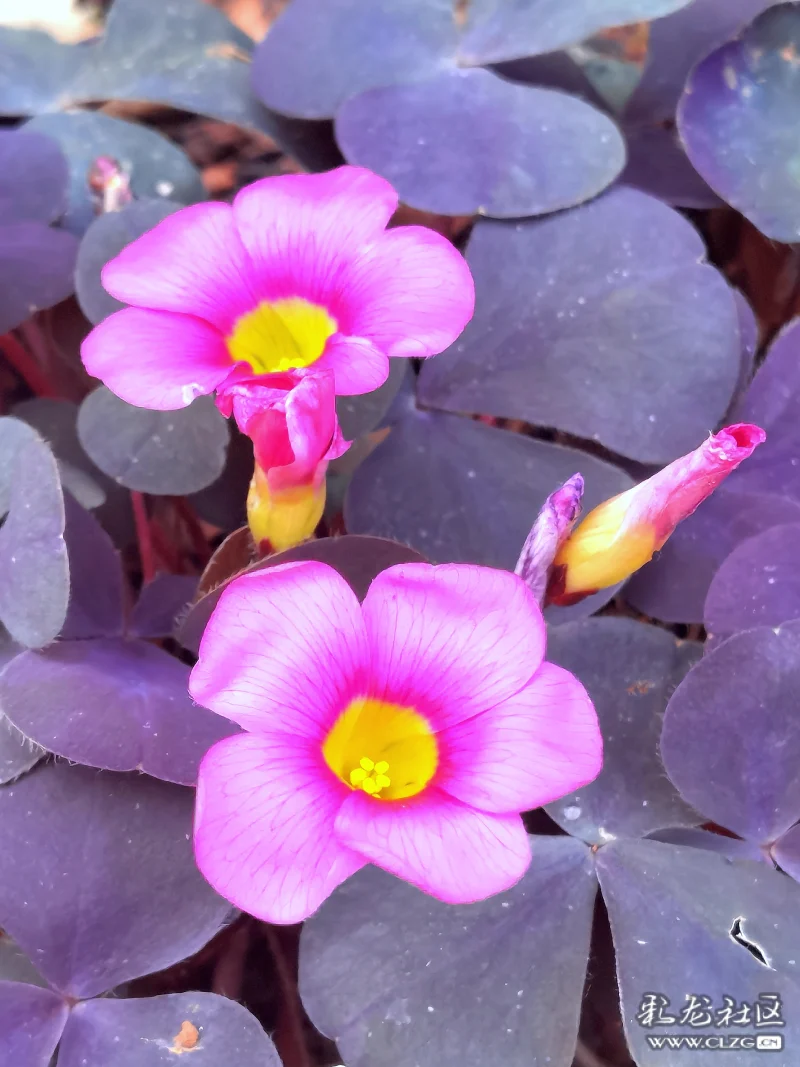 芙蓉酢浆草紫色的叶片穿出一朵朵嫣红的筒状花花姿柔美可爱