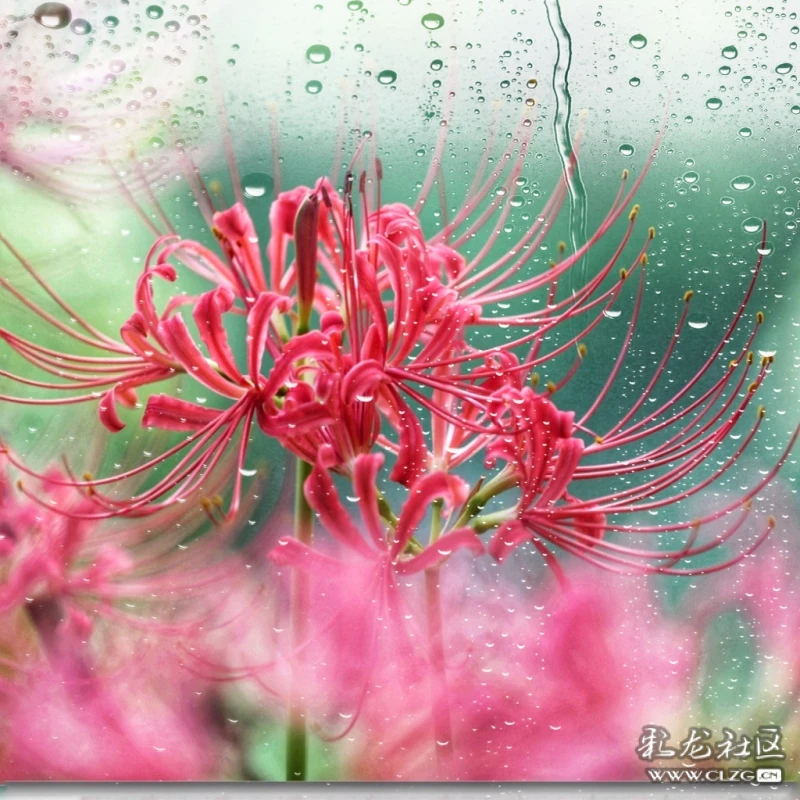 清明時節雨淋淋遙祭思親情切切孟婆湯奈何橋冥界盛開彼岸花