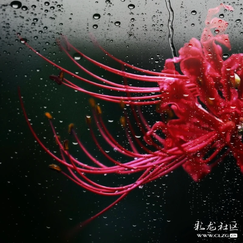 清明时节雨淋淋,遥祭思親情切切,"孟婆汤,奈何桥",冥界盛开"彼岸花"