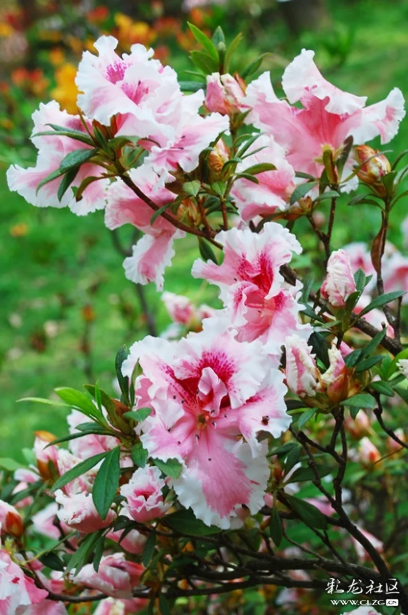 鸣凤山上的杜鹃花-彩龙社区