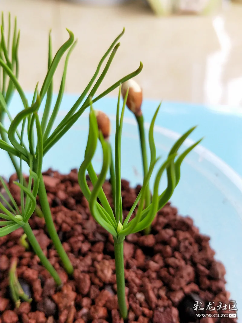 小松树快长大雏形成长