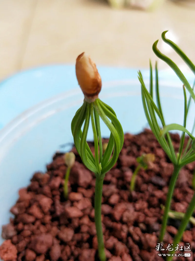 小松树快长大雏形成长