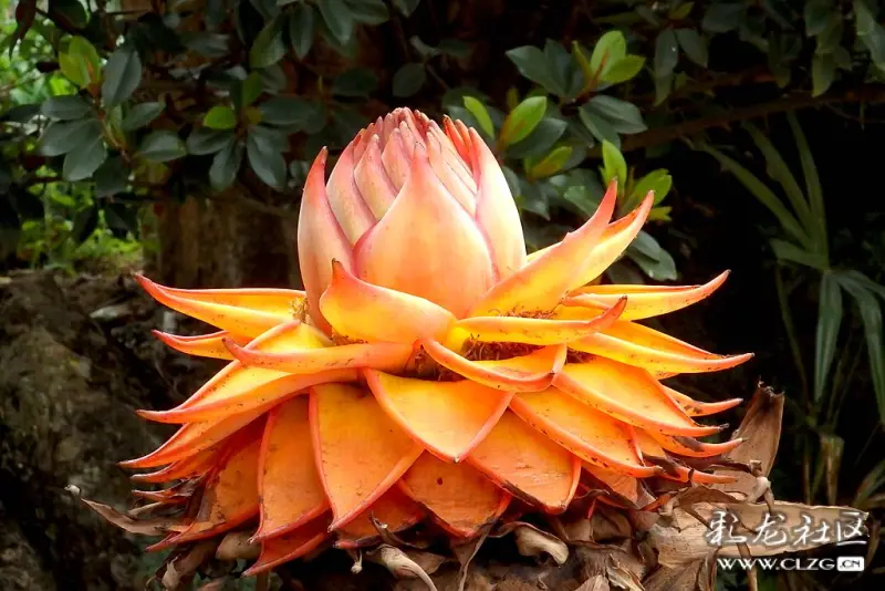 地涌金莲摄于昆明植物园