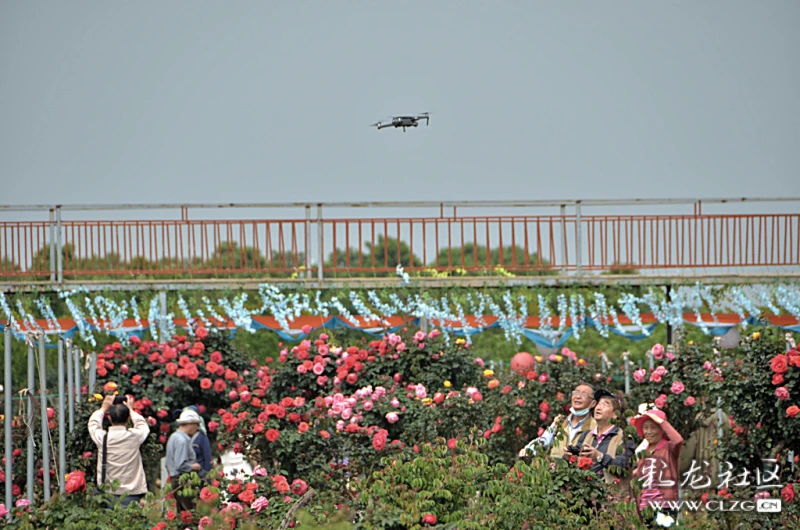 昆明呈贡锦柏月季花生态园开园迎客
