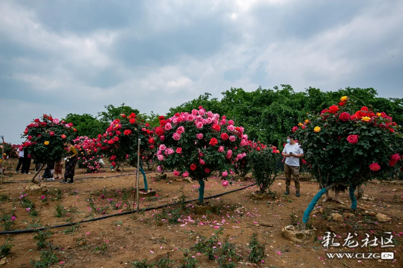 繁花似锦的锦柏生态园