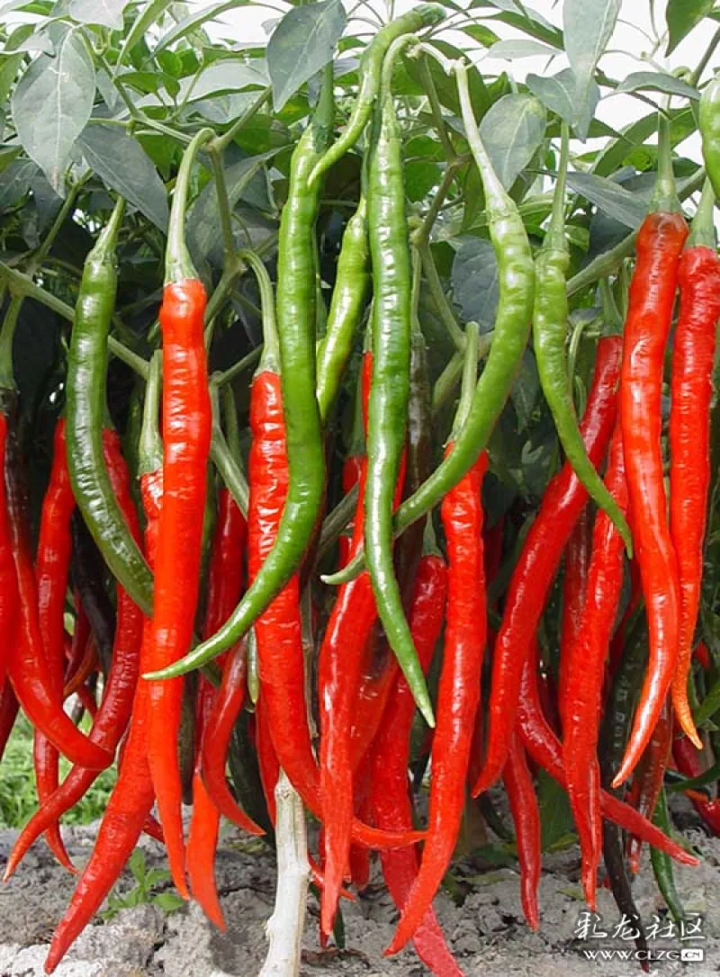 川椒种业气候对二荆条辣椒种子的种植影响