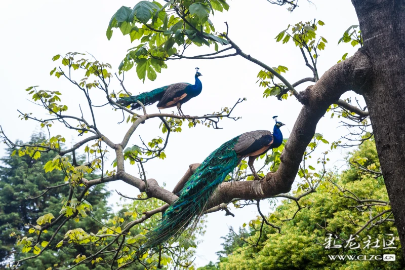 孔雀园组图