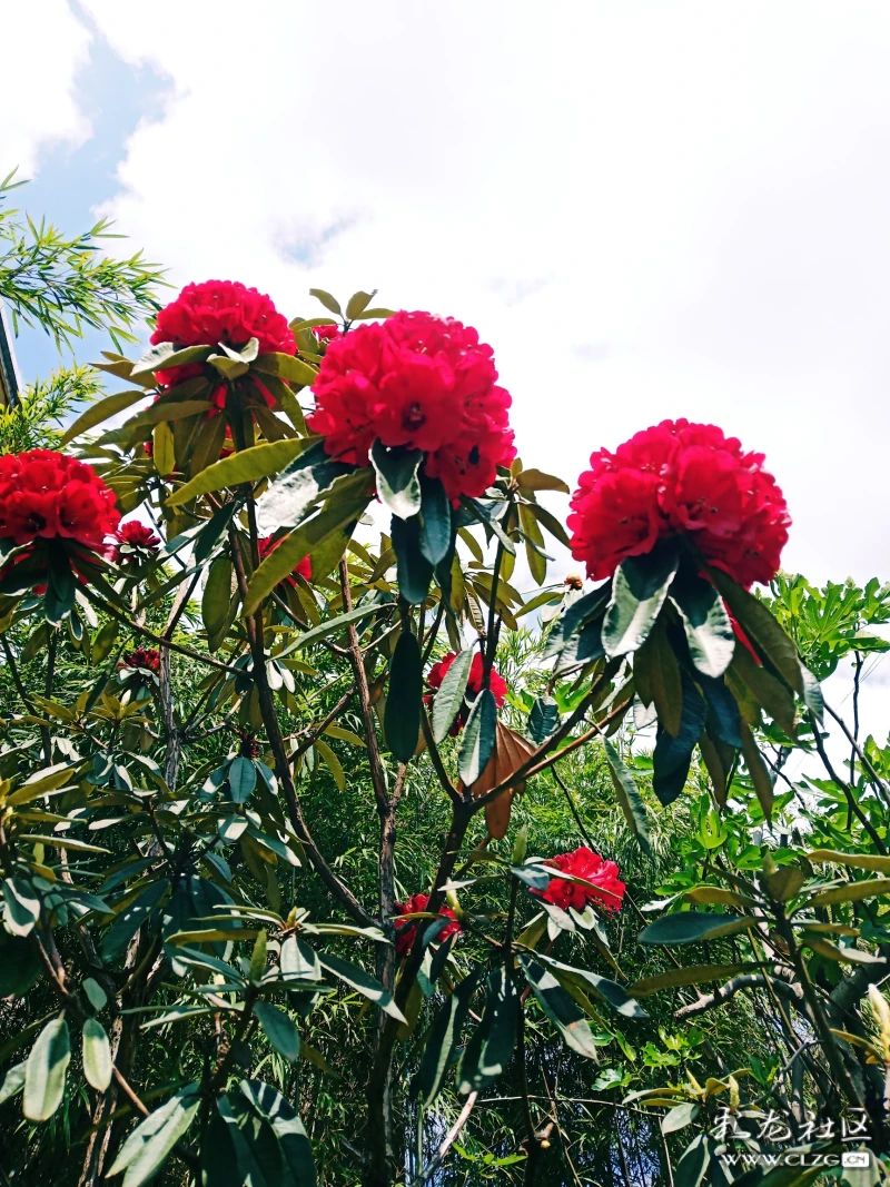 我爹种的马缨杜鹃花开了-彩龙社区