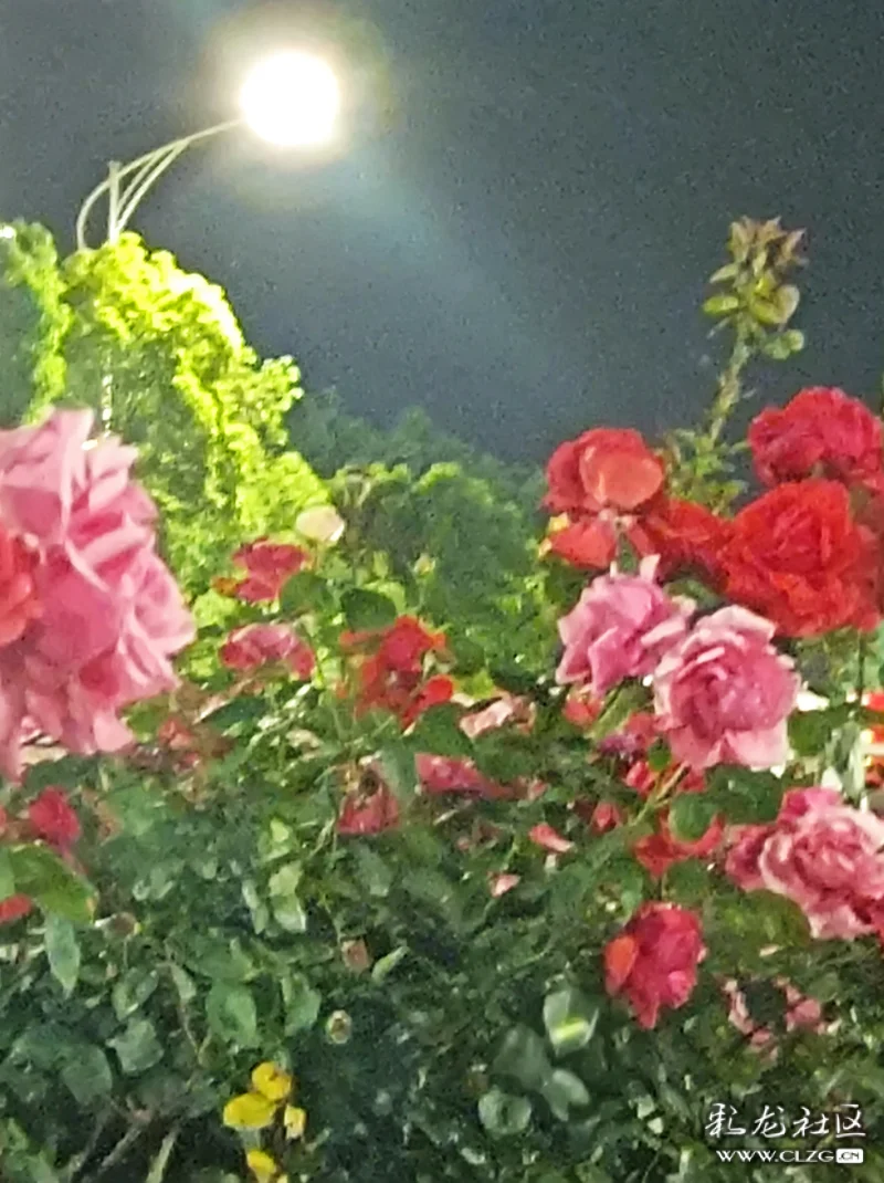 月夜赏花