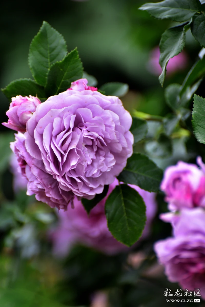 锦柏生态园里多彩的月季花六冷艳高雅的蓝紫色