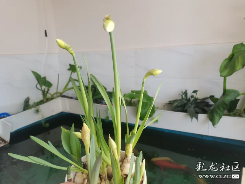 水仙花之成長