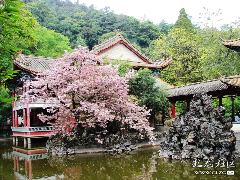 人间四月芳菲尽 山寺桃花始盛开(昆明西山华亭寺)-彩龙社区