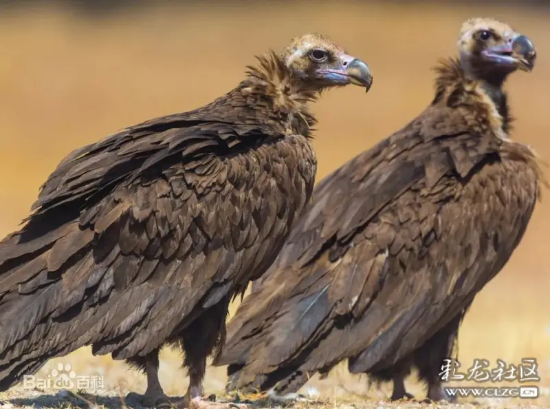 "相信许多听过这首《印第安老斑鸠》的人,都跟以前的我都有着一样的