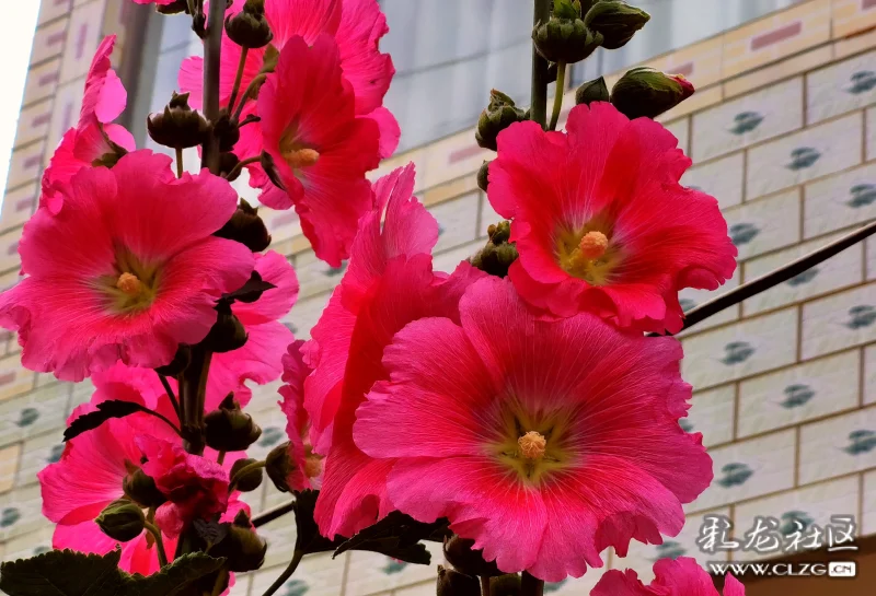 外婆家的粑粑花