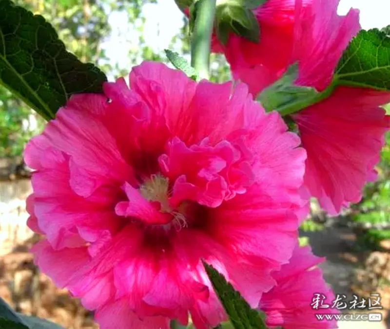 外婆家的粑粑花