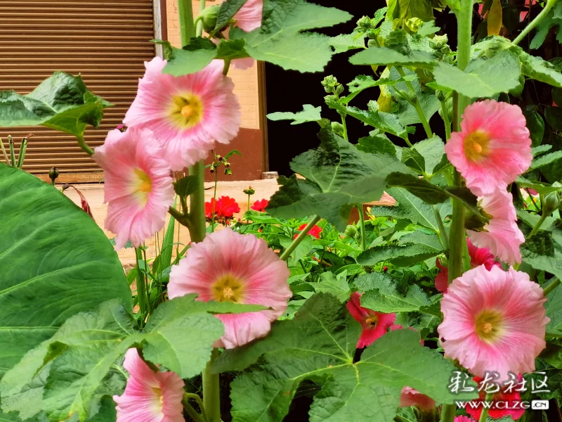 外婆家的粑粑花-彩龙社区