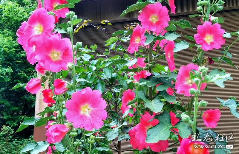 外婆家的粑粑花