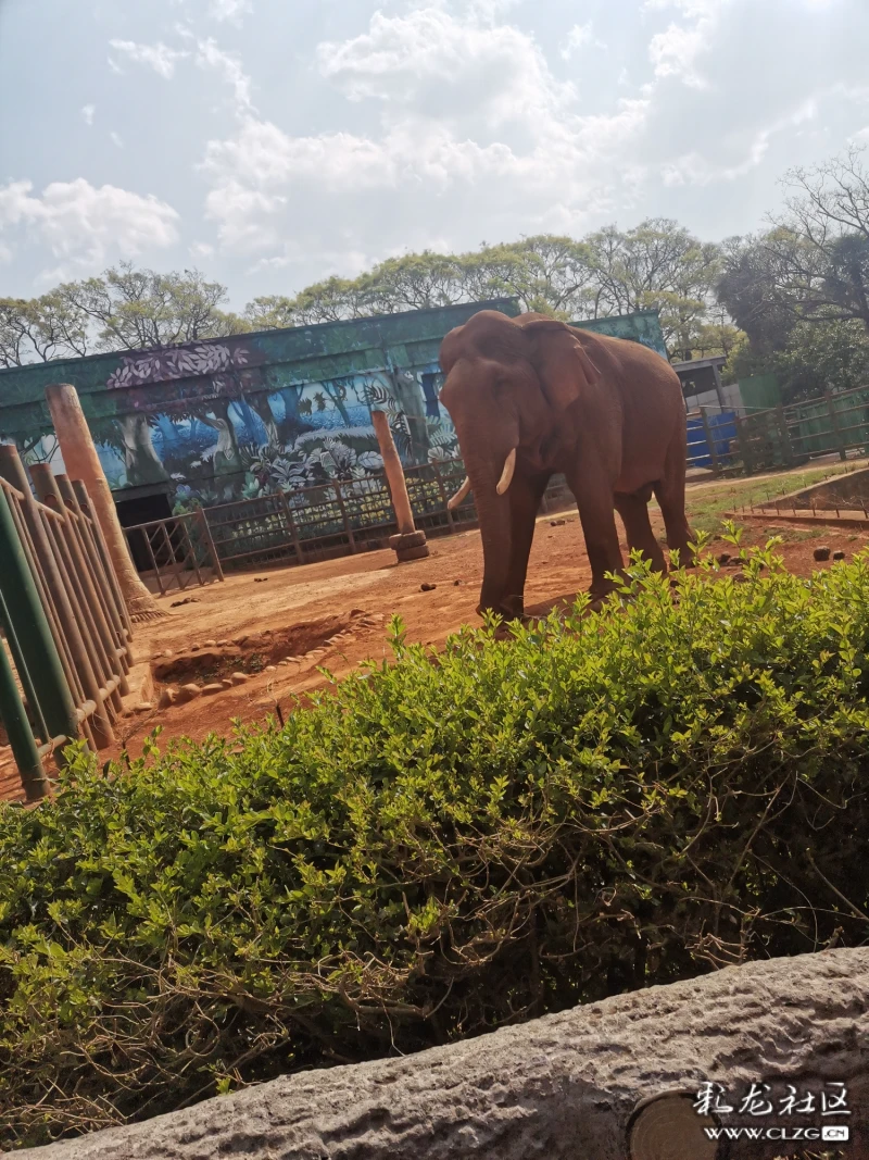 遊圓通山昆明動物園